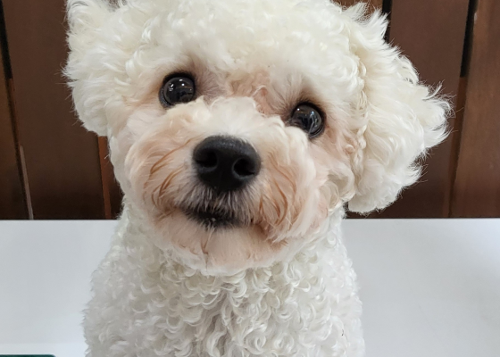 dog1