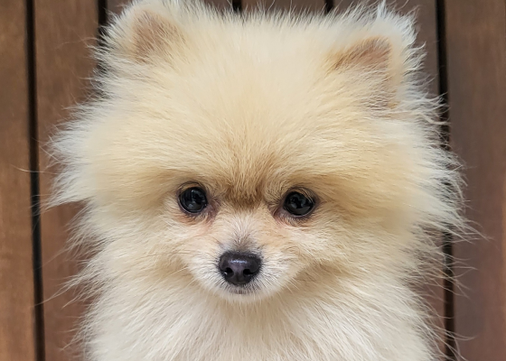 dog2