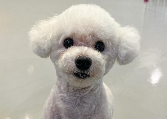 dog3