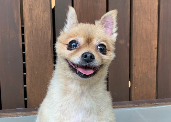 dog4