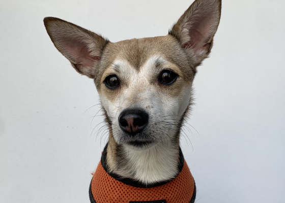 dog5