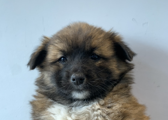dog6