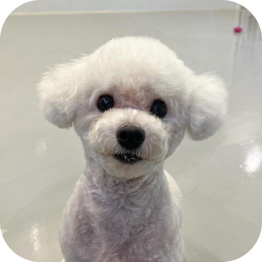 강아지
